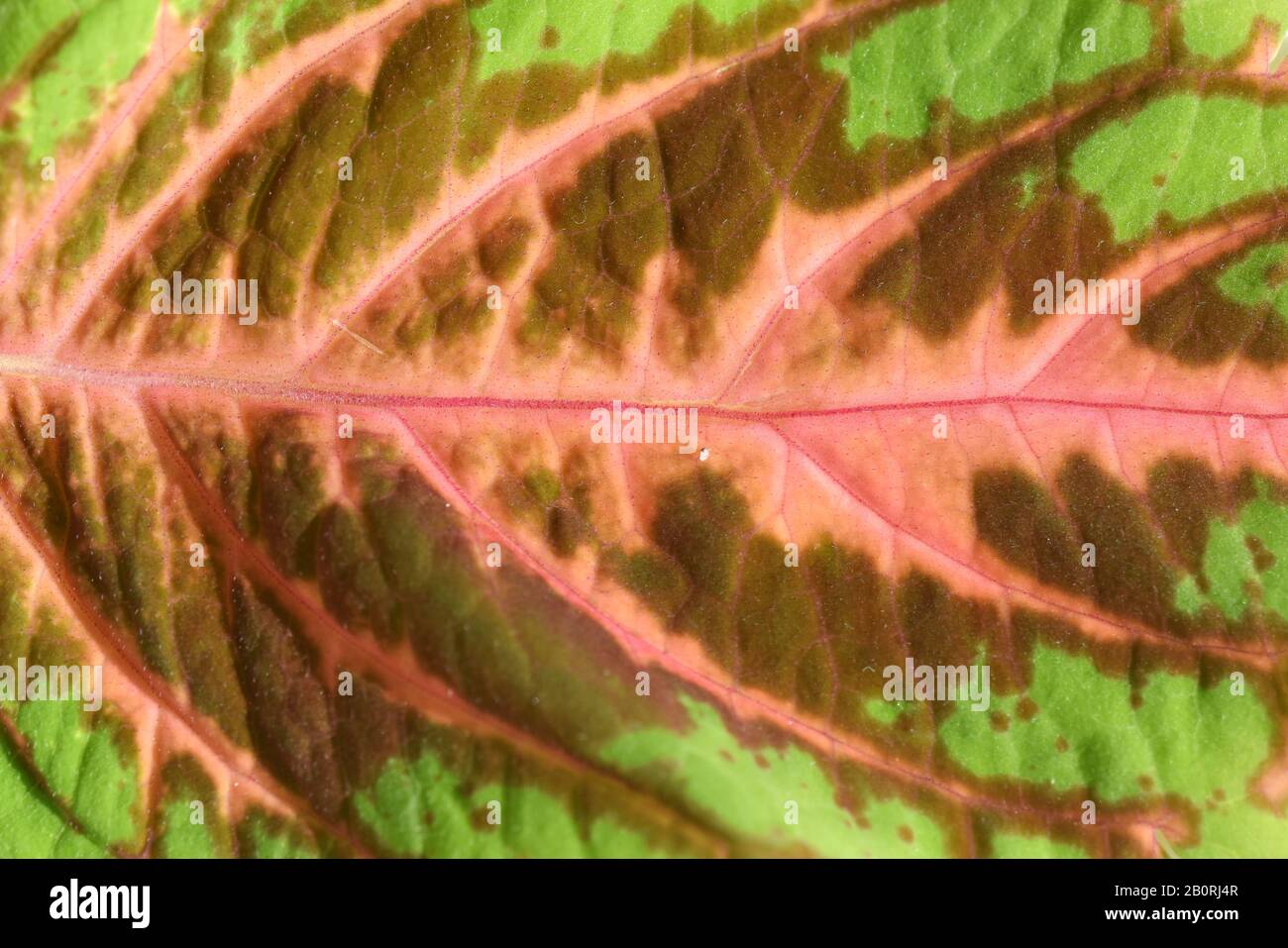 Nahaufnahme auf einem einzigen Blatt mit verschiedenen Farben von Coleus bemalter Brennnesselpflanze Stockfoto