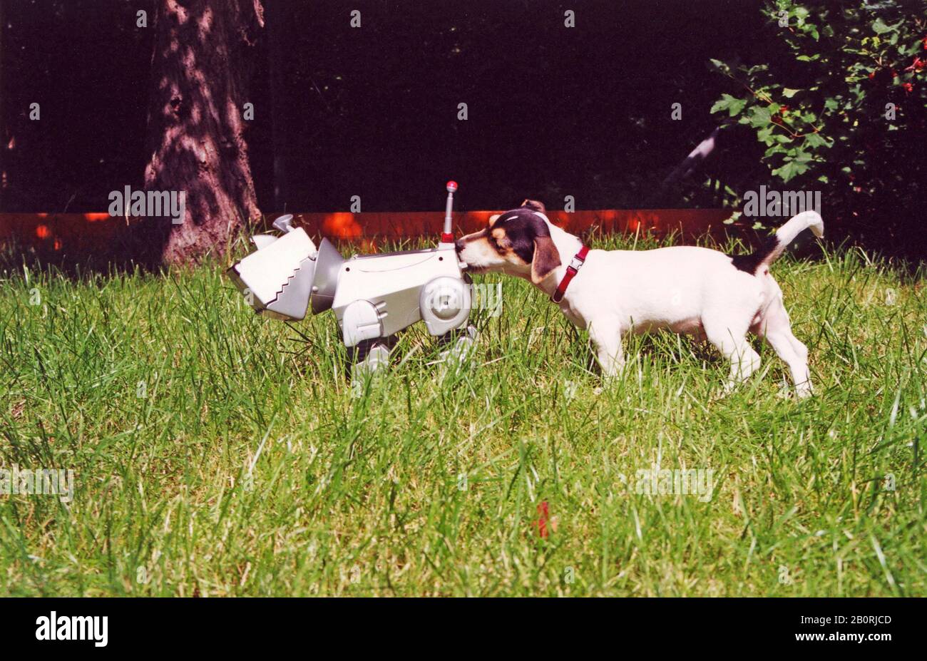 Jack Russell Terrier bricht schnupfenden Roboterhund, Deutschland Stockfoto