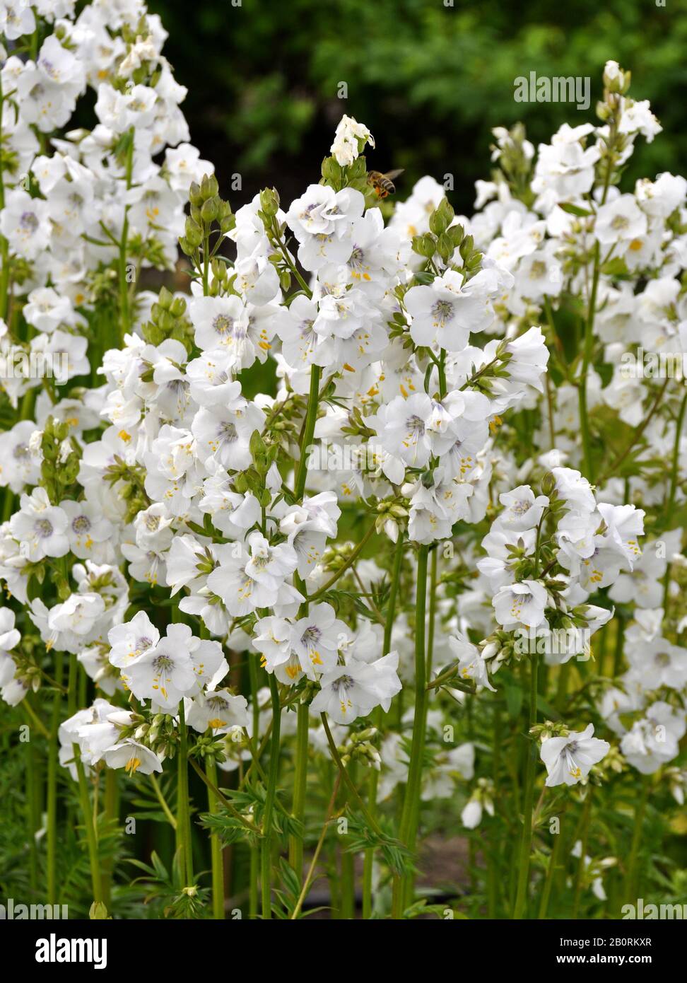 Weiße Jakobsleiter, die in einem Garten blüht Stockfoto