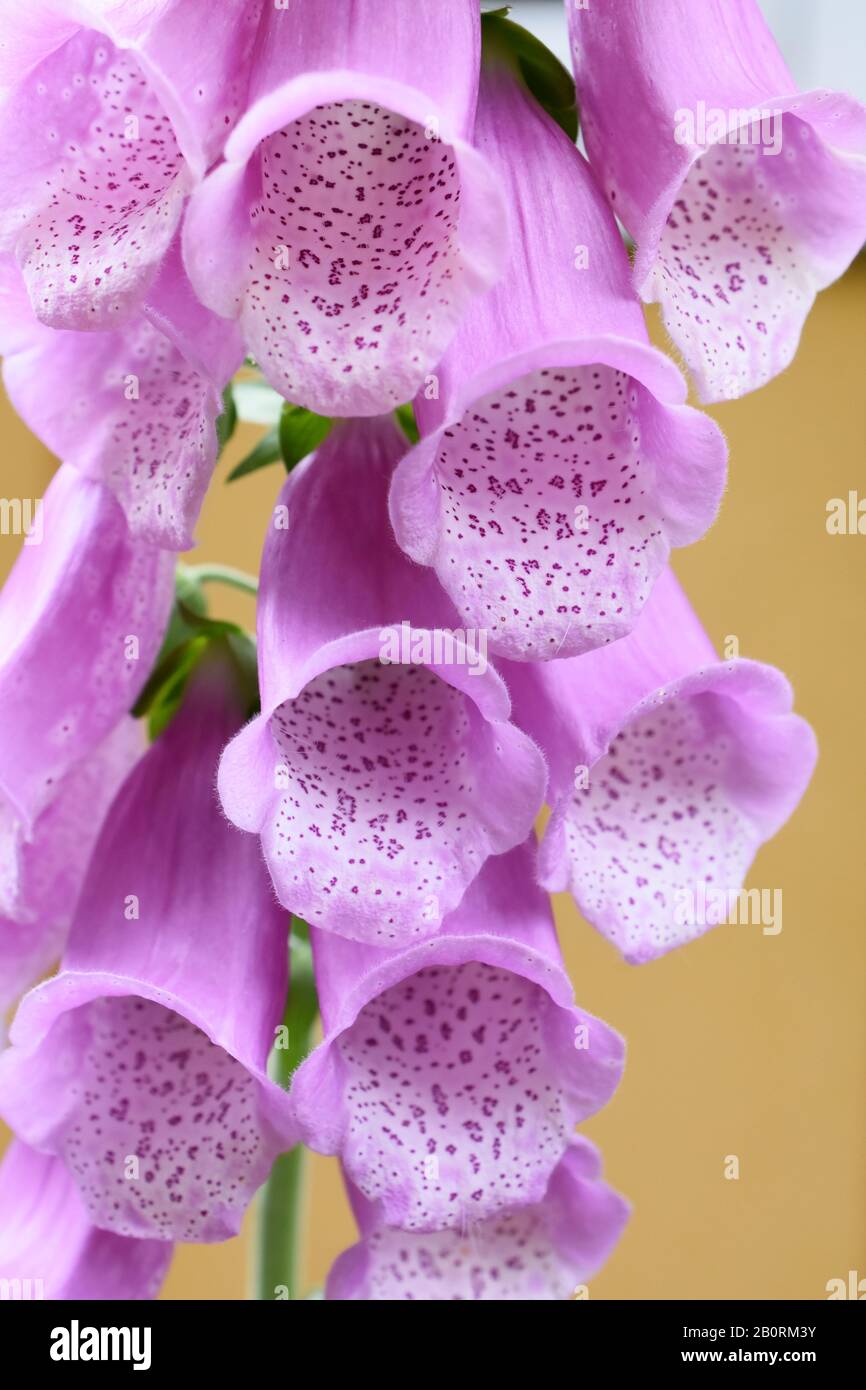 Nahaufnahme der rosafarbenen Foxhandschuhblüte der giftigen Pflanze Digitalis purpurea Stockfoto