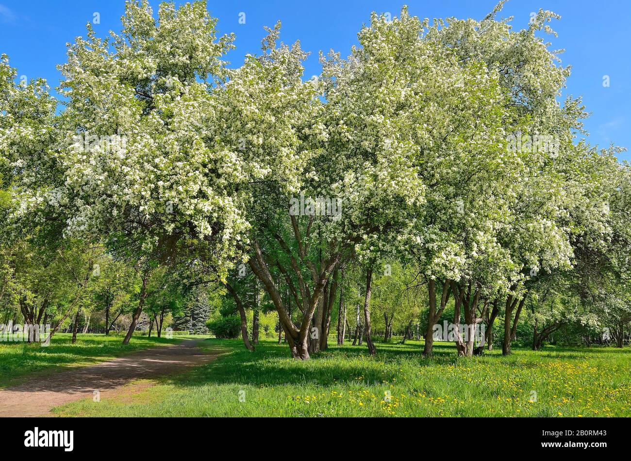 Atemberaubende Frühlingslandschaft mit blühenden apfelbäumen im Stadtpark. Blühender Obstgarten am sonnigen Frühlingstag mit blauem Himmel. Weisses Aufblühen der Früchte Stockfoto