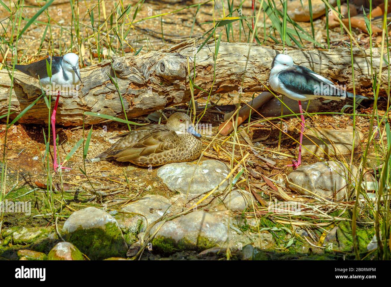 Zwei schwarze Stelze, Himantopus himantopus, und eine australische Widgeon, Mareca penelope, die auf dem Boden ruhen. Desert Park in Alice Springs in Stockfoto