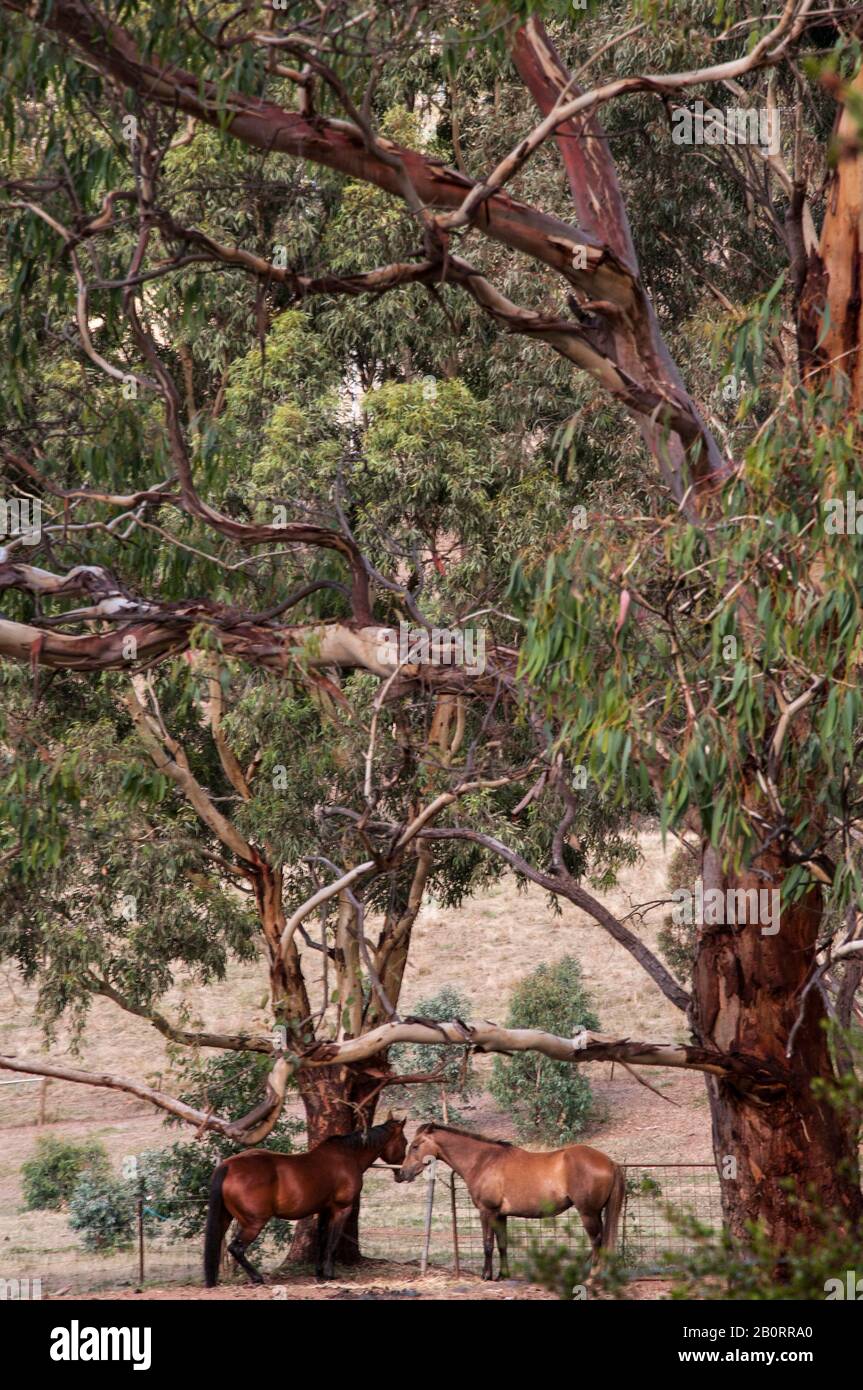 Häuser, die unter River Red Gums auf einer Hobbyfarm in den Adelaide Hills, South Australia stöbern Stockfoto