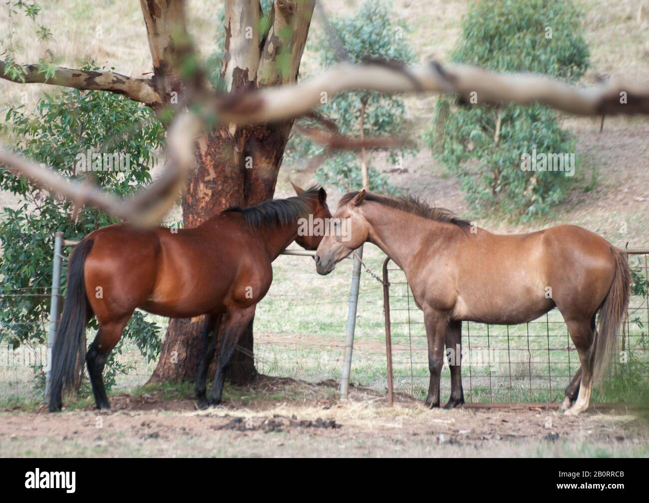 Pferde weiden auf einer Hobbyfarm in den Adelaide Hills, South Australia Stockfoto