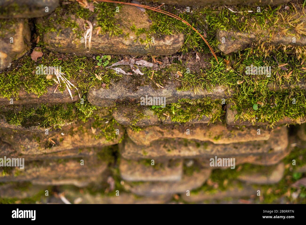 Eine wilde grüne Naturpflanze, die auf alten Flachsteinen gezüchtet ist Stockfoto