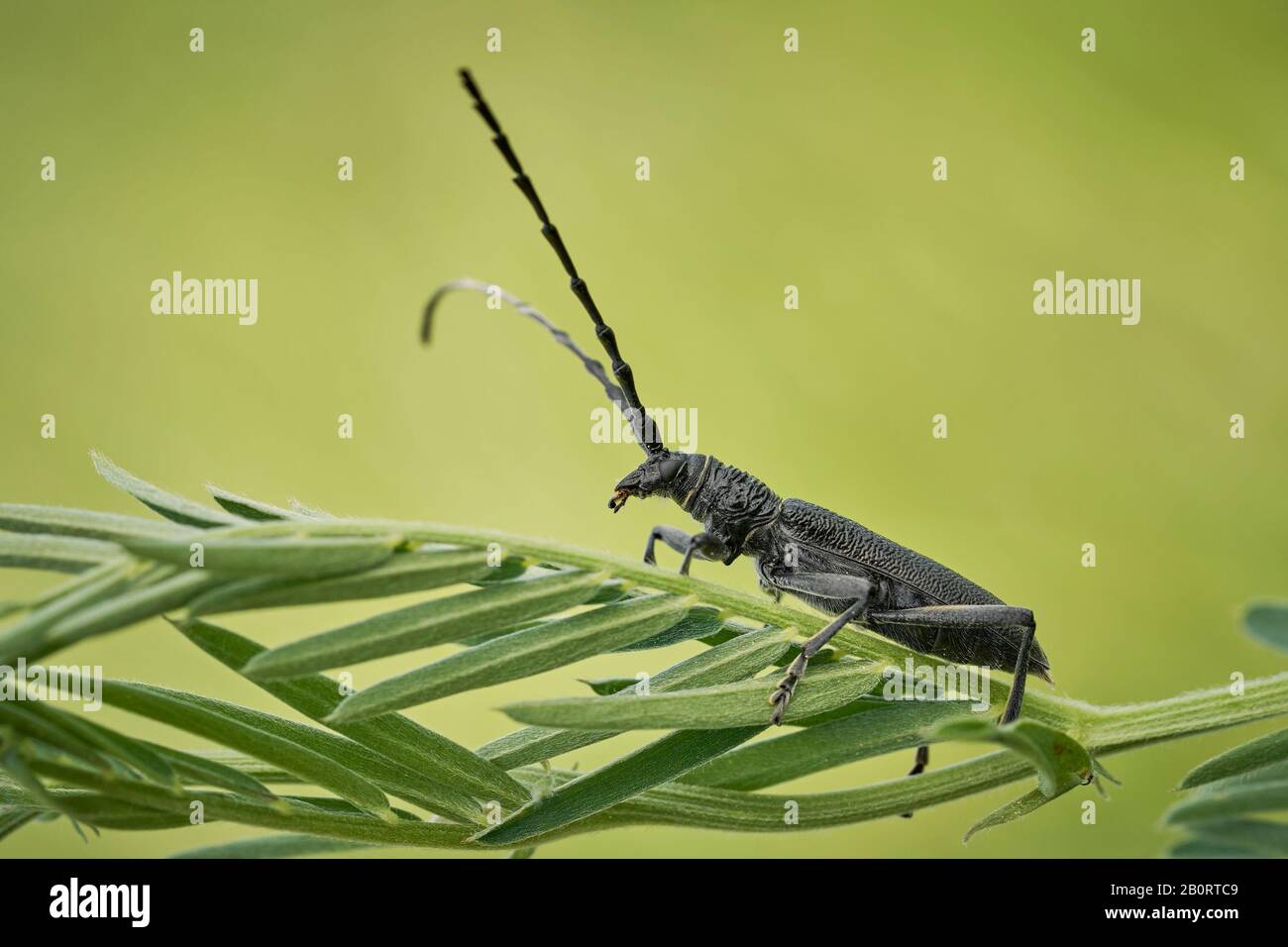 Der steinbockkäfig Cerambyx scopolii in Tschechien Stockfoto