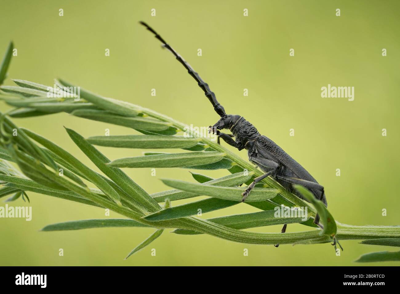 Der steinbockkäfig Cerambyx scopolii in Tschechien Stockfoto