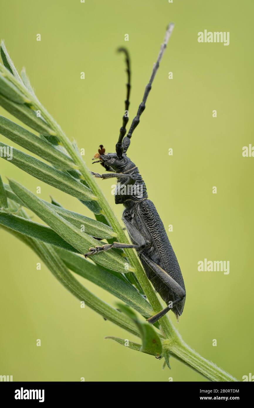 Der steinbockkäfig Cerambyx scopolii in Tschechien Stockfoto