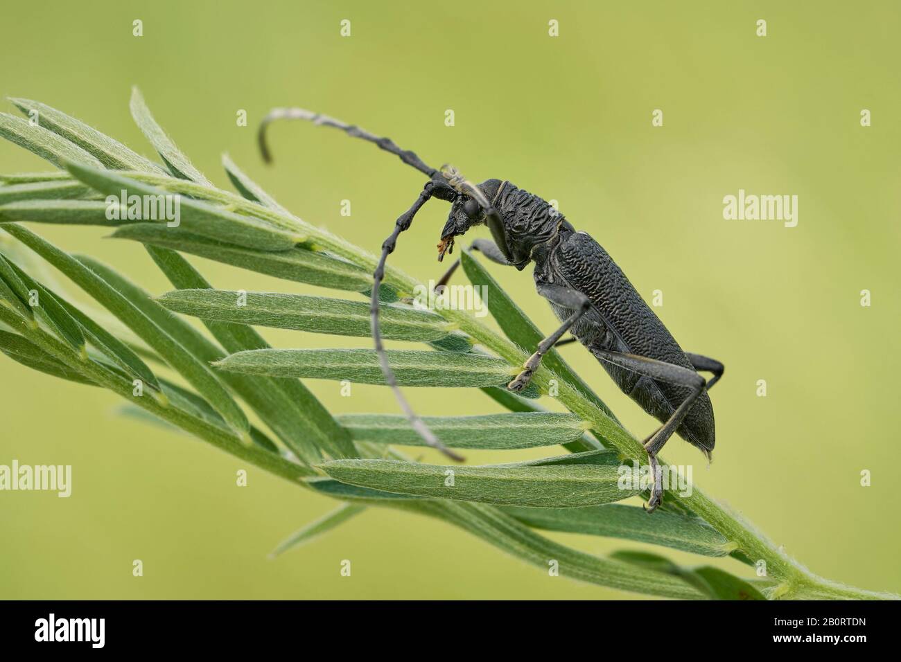 Der steinbockkäfig Cerambyx scopolii in Tschechien Stockfoto