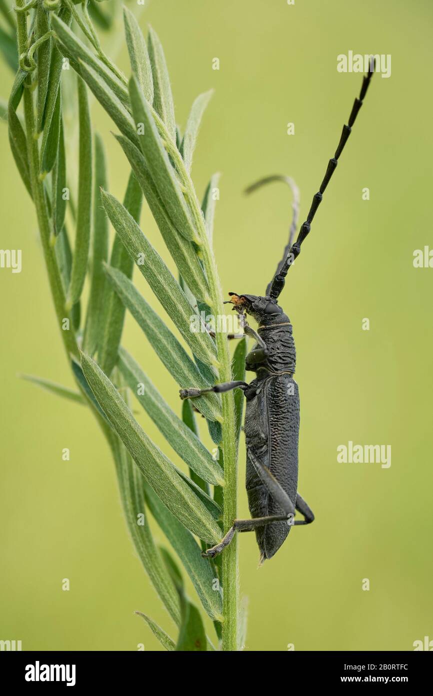 Der steinbockkäfig Cerambyx scopolii in Tschechien Stockfoto