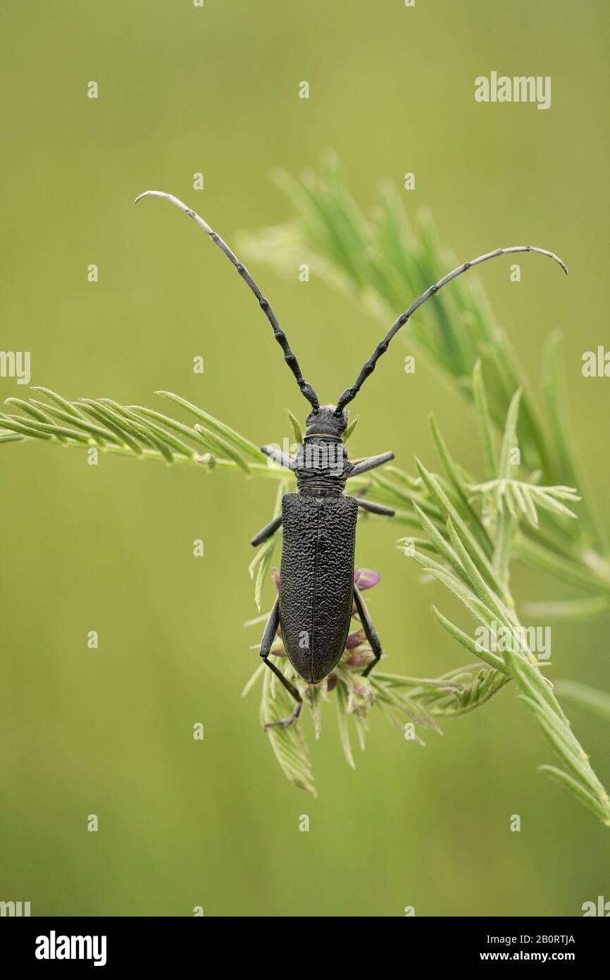 Der steinbockkäfig Cerambyx scopolii in Tschechien Stockfoto