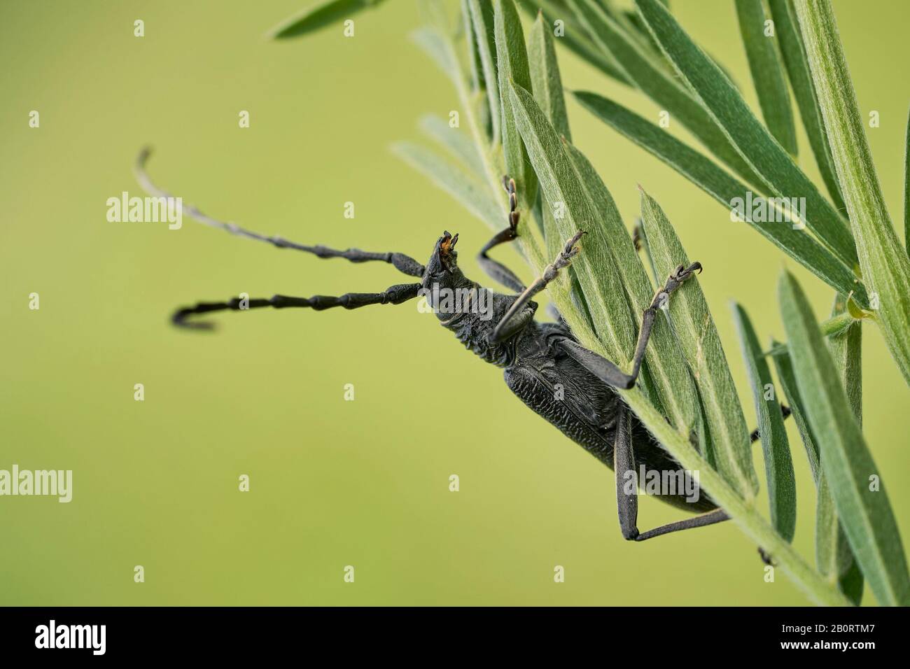 Der steinbockkäfig Cerambyx scopolii in Tschechien Stockfoto