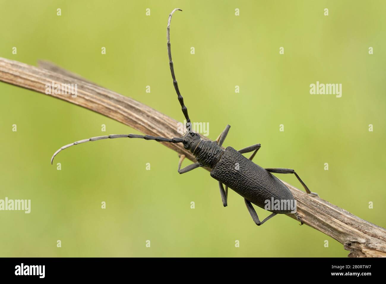 Der steinbockkäfig Cerambyx scopolii in Tschechien Stockfoto