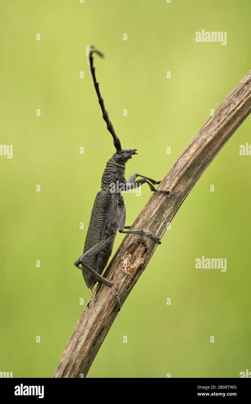 Der steinbockkäfig Cerambyx scopolii in Tschechien Stockfoto