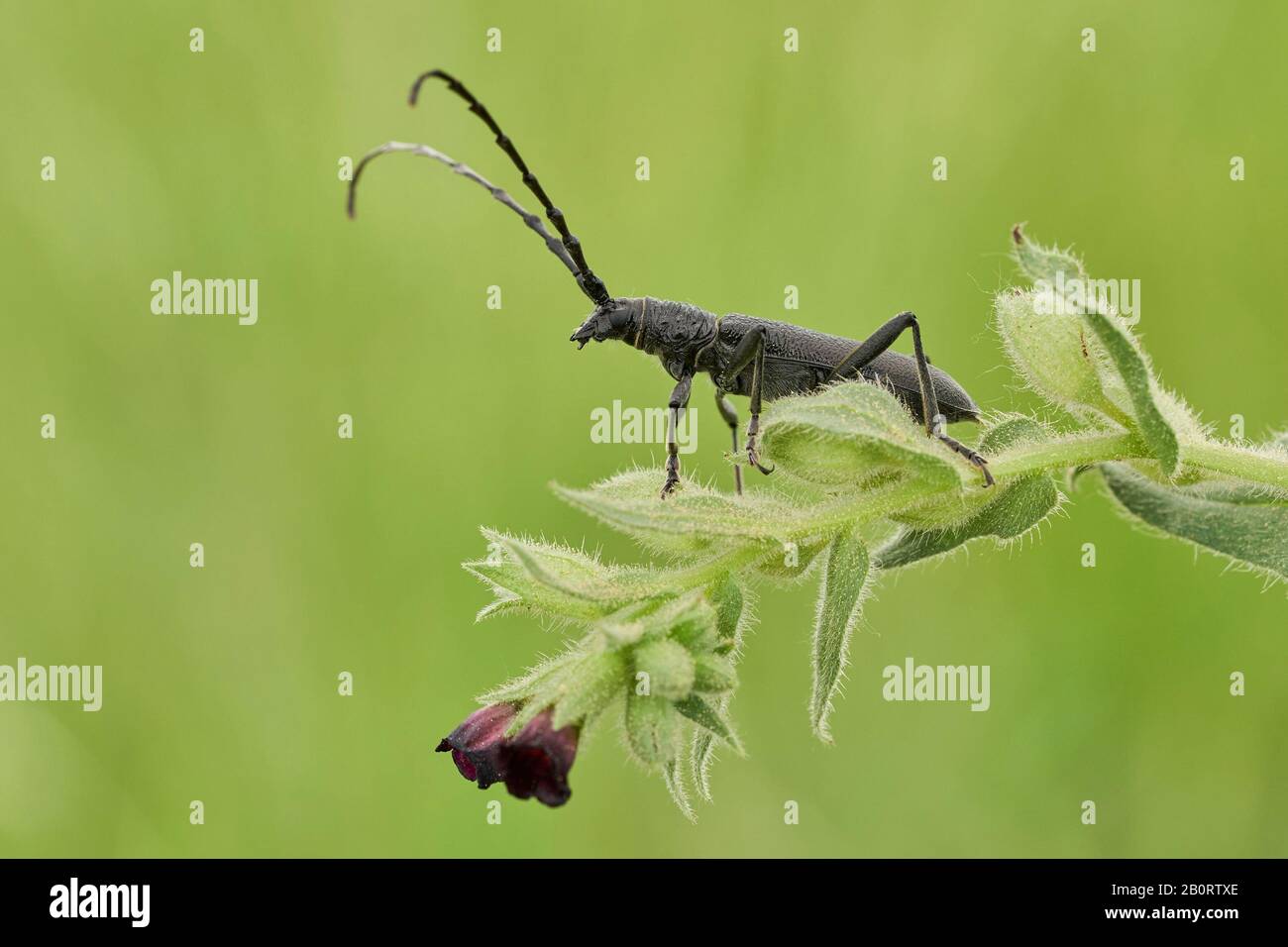 Der steinbockkäfig Cerambyx scopolii in Tschechien Stockfoto