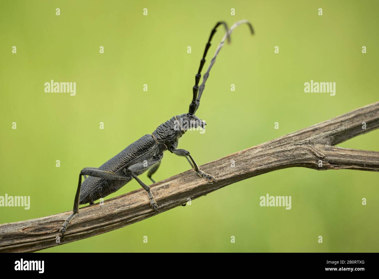 Der steinbockkäfig Cerambyx scopolii in Tschechien Stockfoto