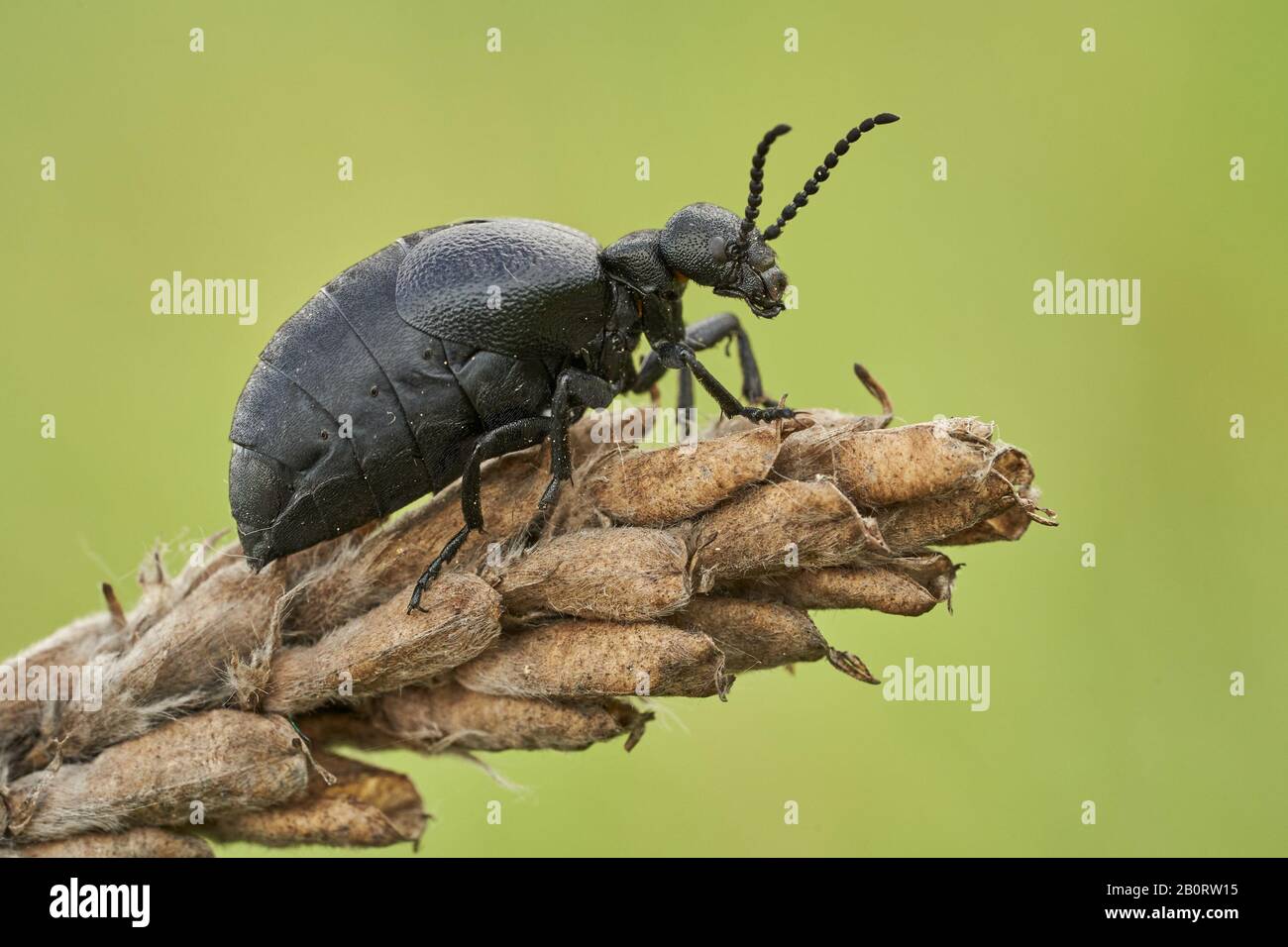 Weibchen eines Ölkäfers Meloe scabriusculus, einer seltenen und bedrohten Insektenart in Tschechien Stockfoto