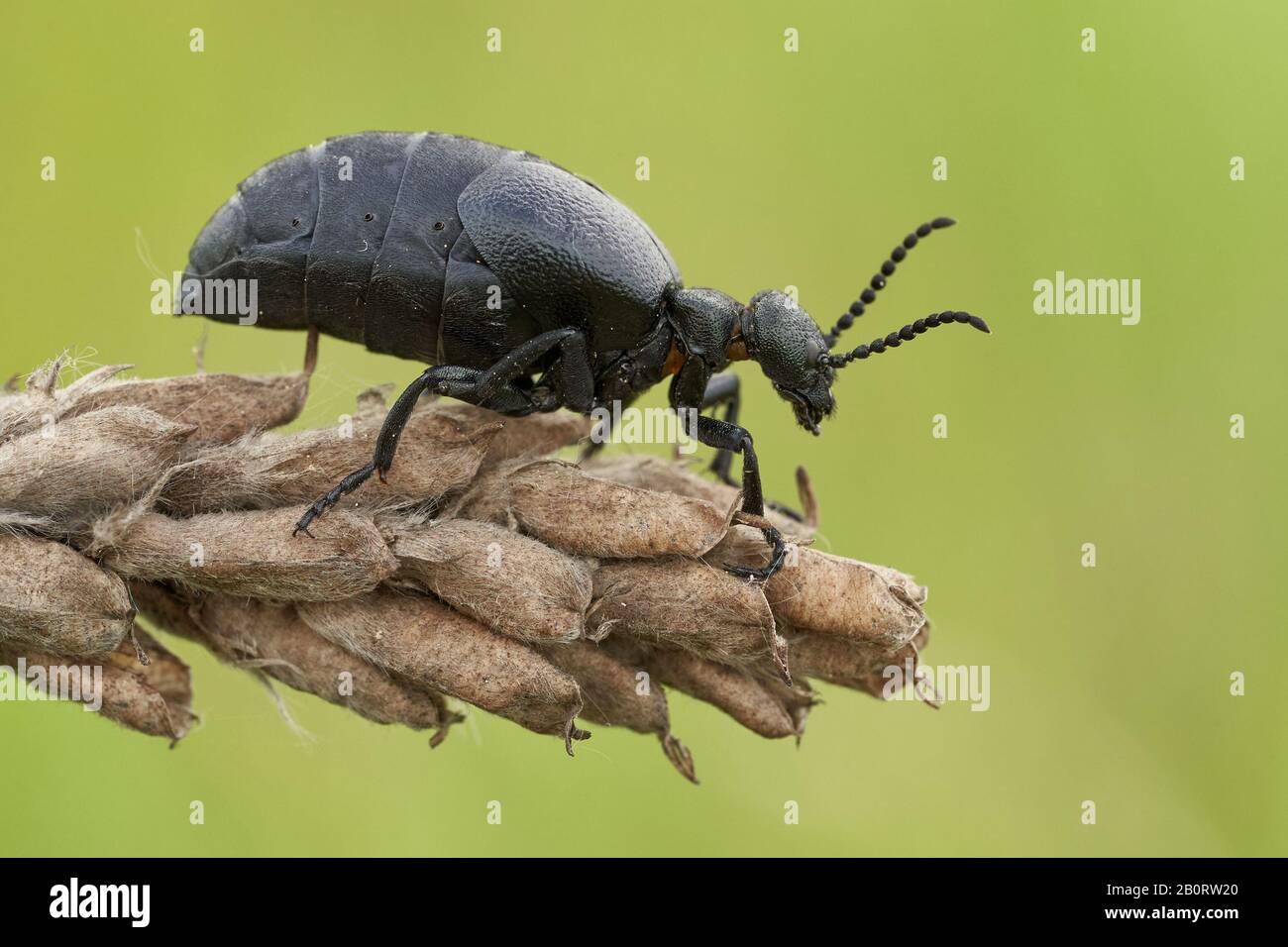 Weibchen eines Ölkäfers Meloe scabriusculus, einer seltenen und bedrohten Insektenart in Tschechien Stockfoto