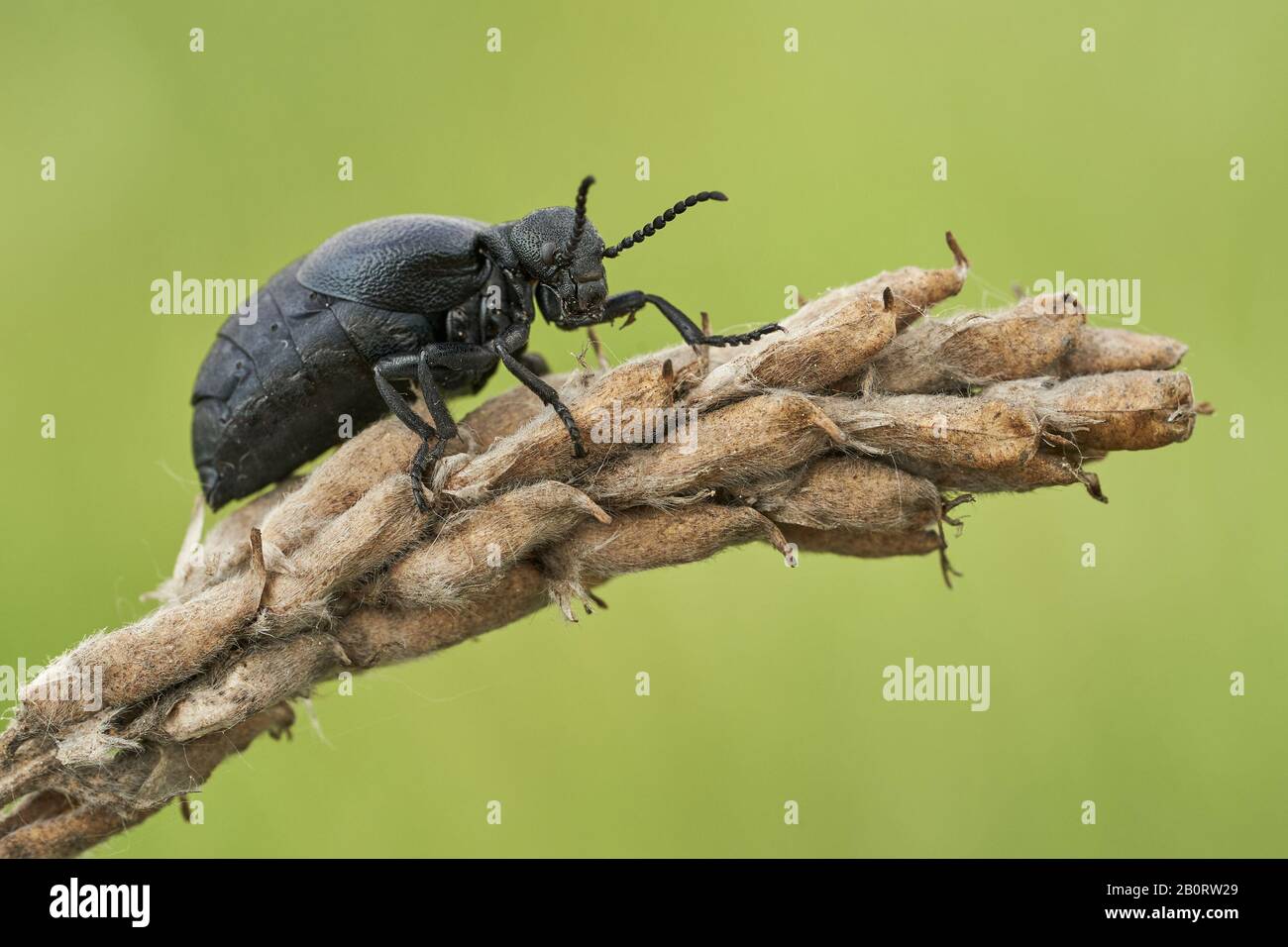 Weibchen eines Ölkäfers Meloe scabriusculus, einer seltenen und bedrohten Insektenart in Tschechien Stockfoto