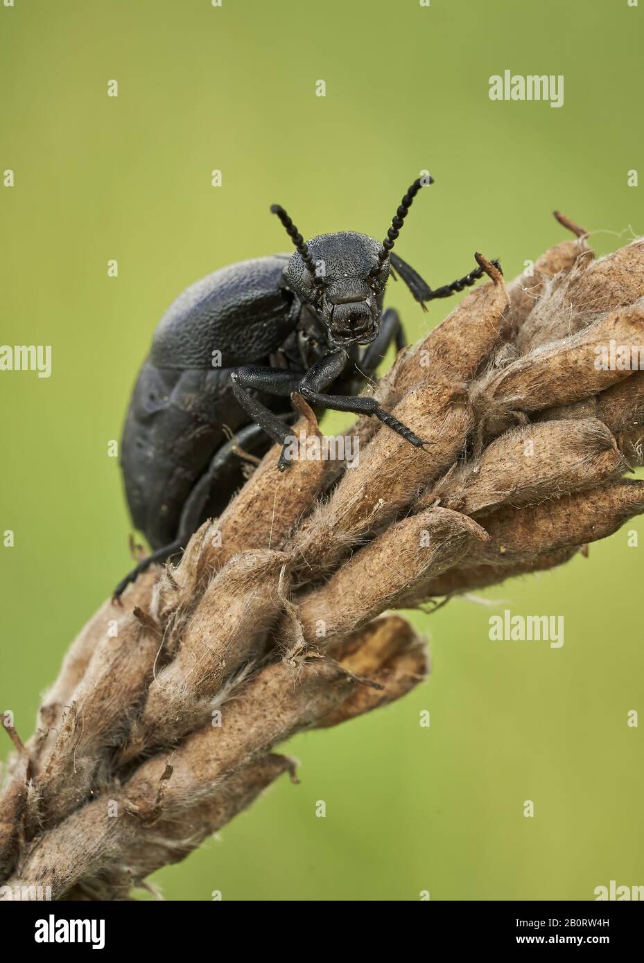 Weibchen eines Ölkäfers Meloe scabriusculus, einer seltenen und bedrohten Insektenart in Tschechien Stockfoto