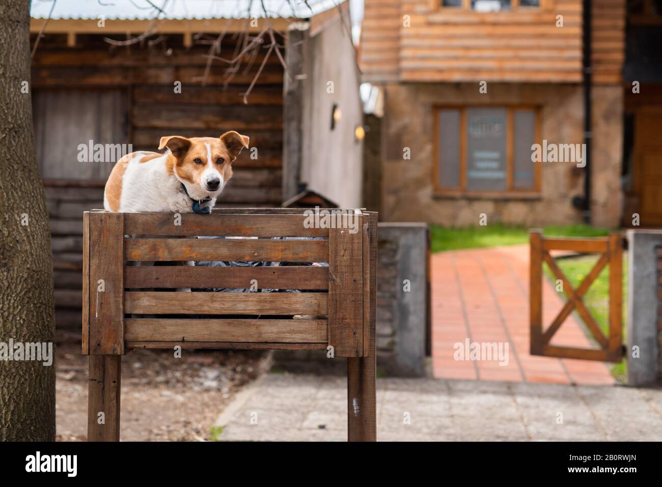 Hund in einer Mülltonne Stockfoto
