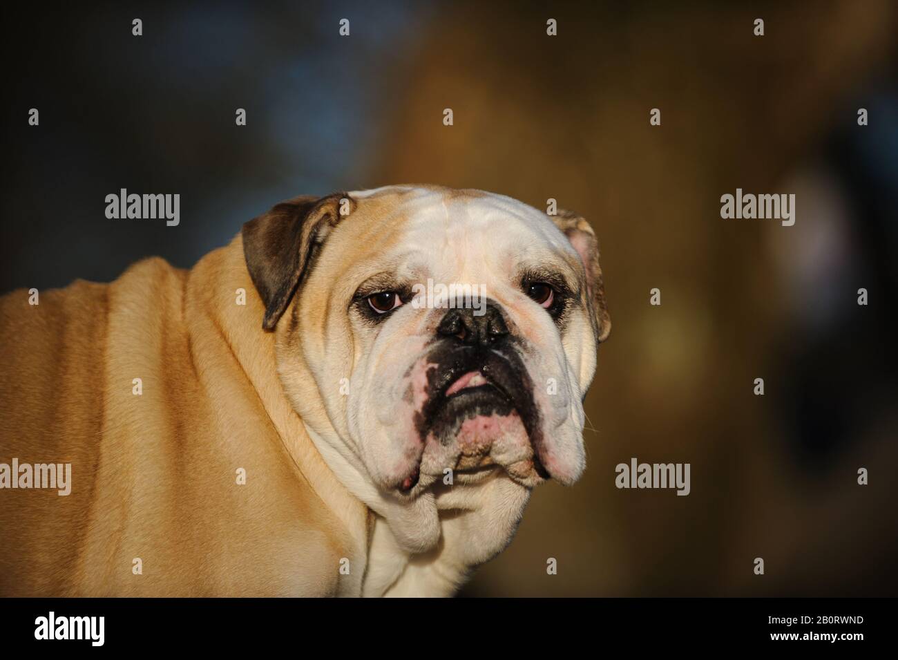 Englisch Bulldog Outdoor-Porträt Stockfoto