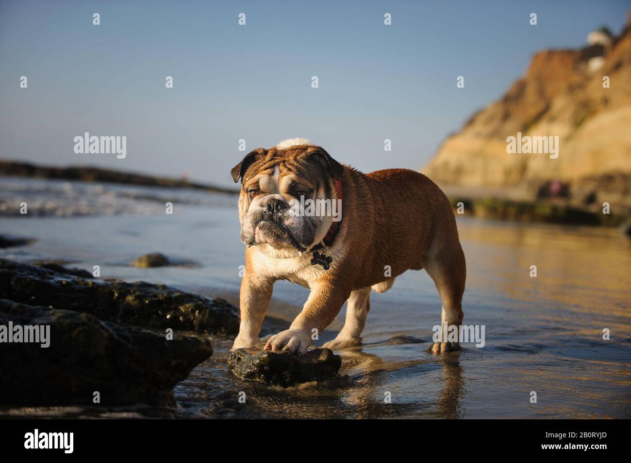 Englisch Bulldog Outdoor-Porträt Stockfoto