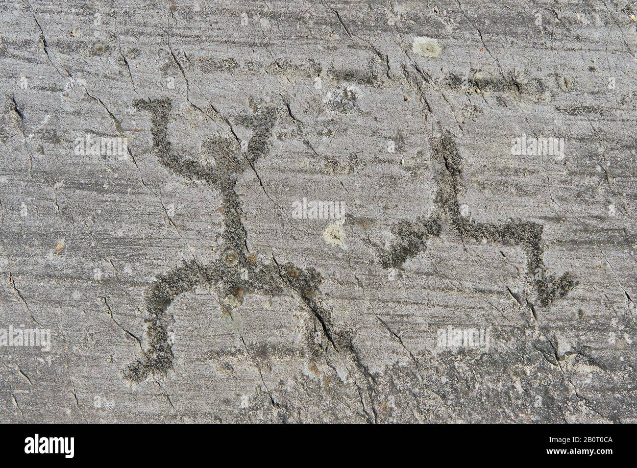 Petroglyph, Felsschnitzerei, von schematischen Figuren in einer sogenannten "Gebetsposition". Von den alten Camuni-Leuten in der Eisenzeit zwischen 1000-1200 geschnitzt Stockfoto
