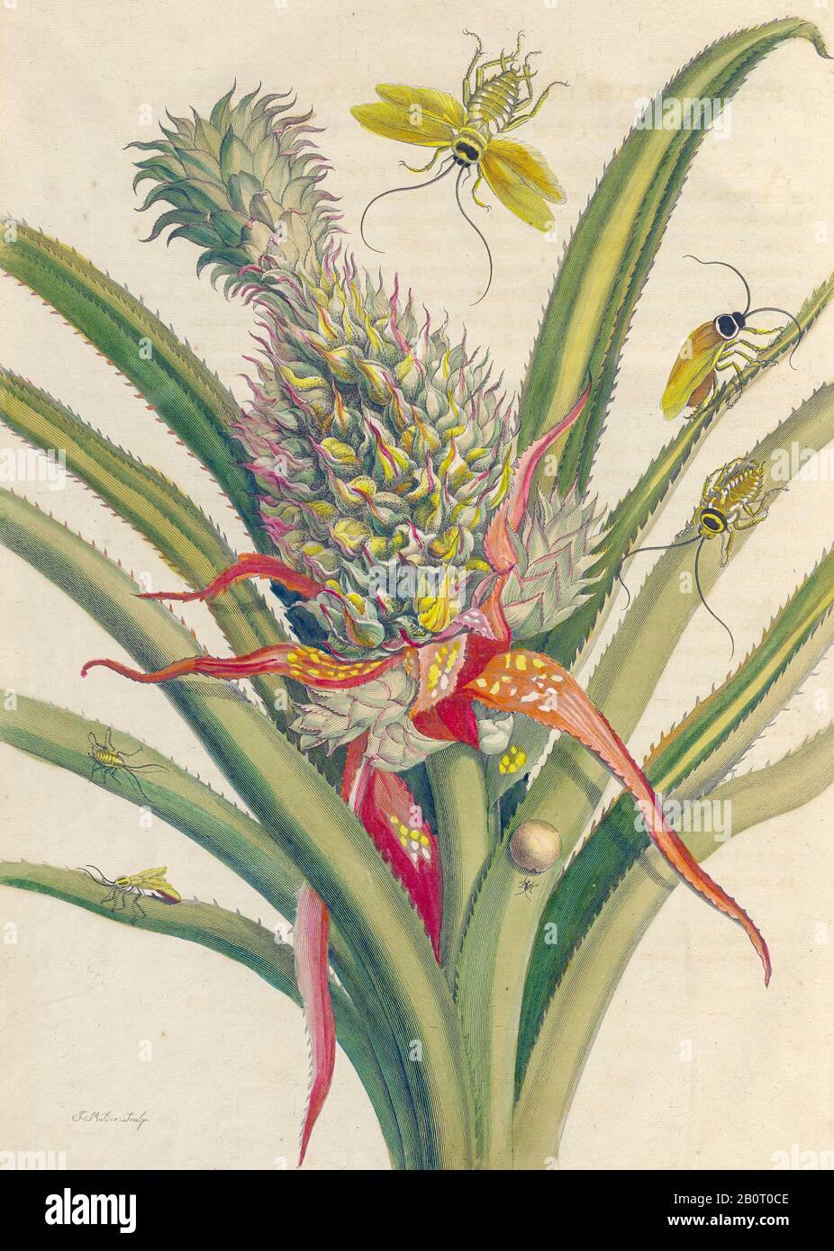Ananas und Schmetterlinge aus Metamorphosis insectorum Surinamensium (Surinam-Insekten) ein handfarbenes Buch aus dem 18. Jahrhundert von Maria Sibilla Merian Publ Stockfoto