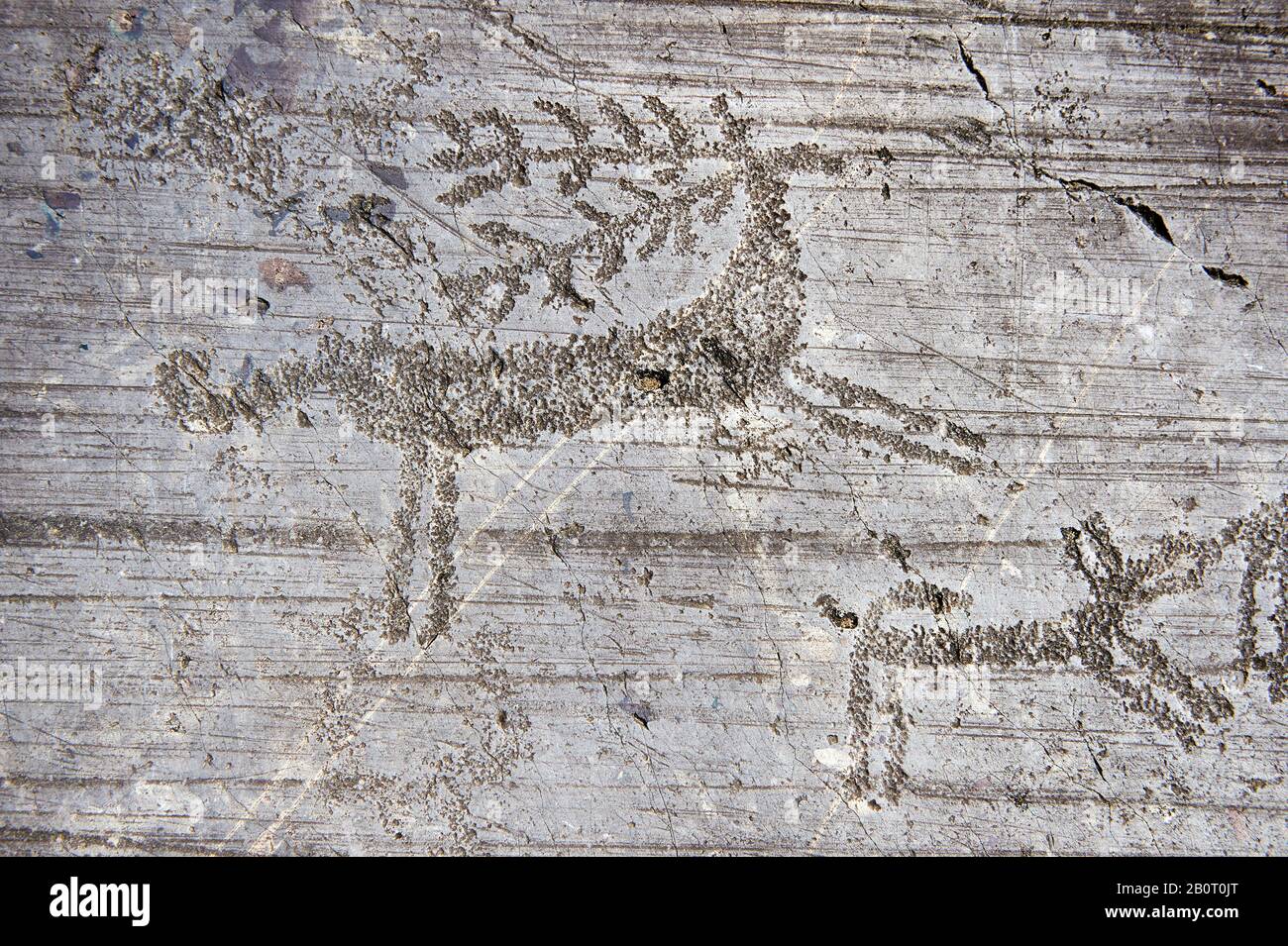 Petroglyph, Felsschnitzerei, von Hirschen, die von einem Hund in einer Jagdszene Gejagt Werden, Die Von den alten Camunni Leuten im Eisenzeit zwischen 1000-1600 v. Chr. Geschnitzt wurde. Stockfoto