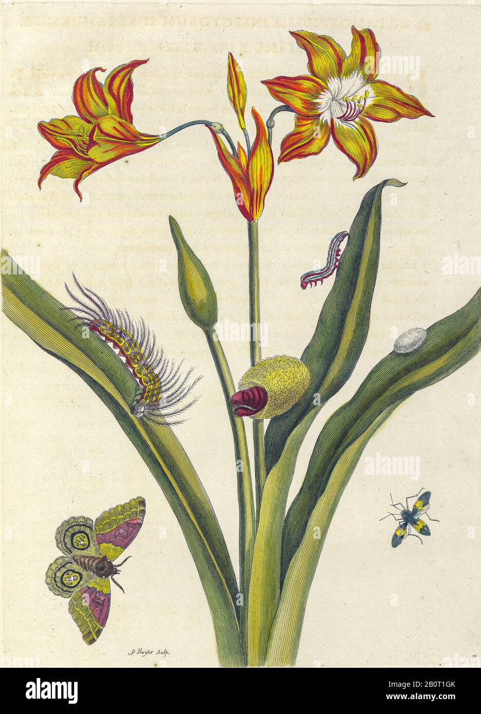 Pflanzen und Schmetterlinge aus Metamorphosis insectorum Surinamensium (Surinam Insects) ein handfarbenes Buch aus dem 18. Jahrhundert von Maria Sibylla Merian veröffentlicht Stockfoto