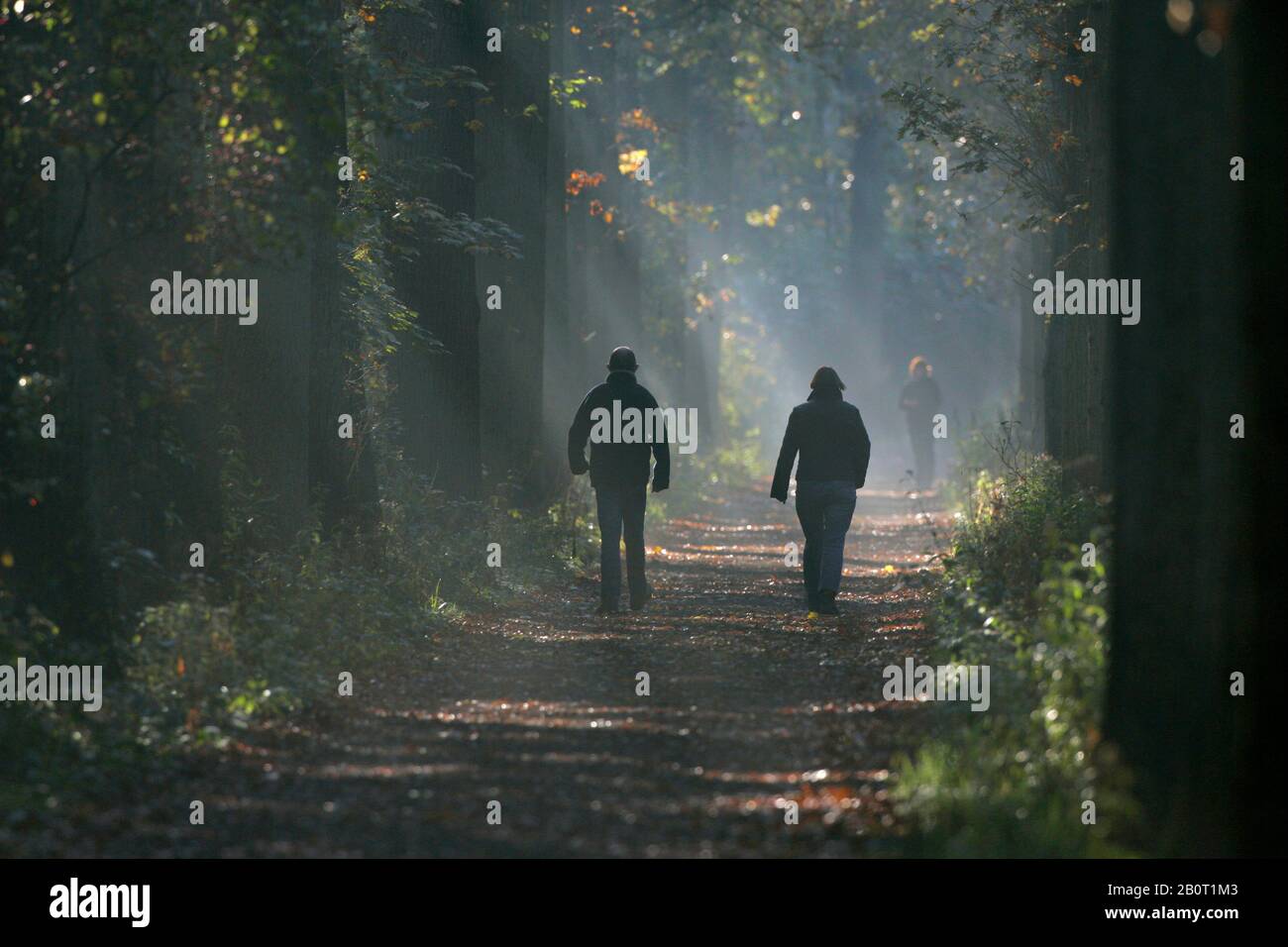 Wandern im Wald im Herbst, Niederlande, Wassenaar Stockfoto