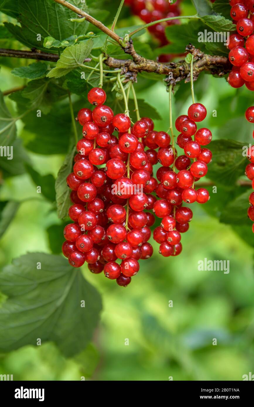 Der nördliche rote Lockenstab (Ribes rubrum 'Heinemann's Rote Spaetlese', Ribes rubrum Heinemanns Rote Spaetlese), kultiviert die Rote Spaetlese von Heinemann Stockfoto