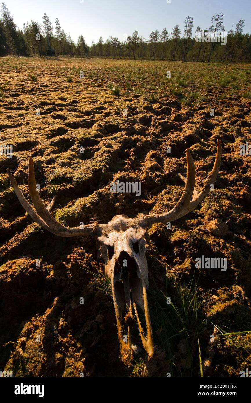 Elch, Europäische Elche (Alces Alces Alces), Elchskelett, Finnland Stockfoto