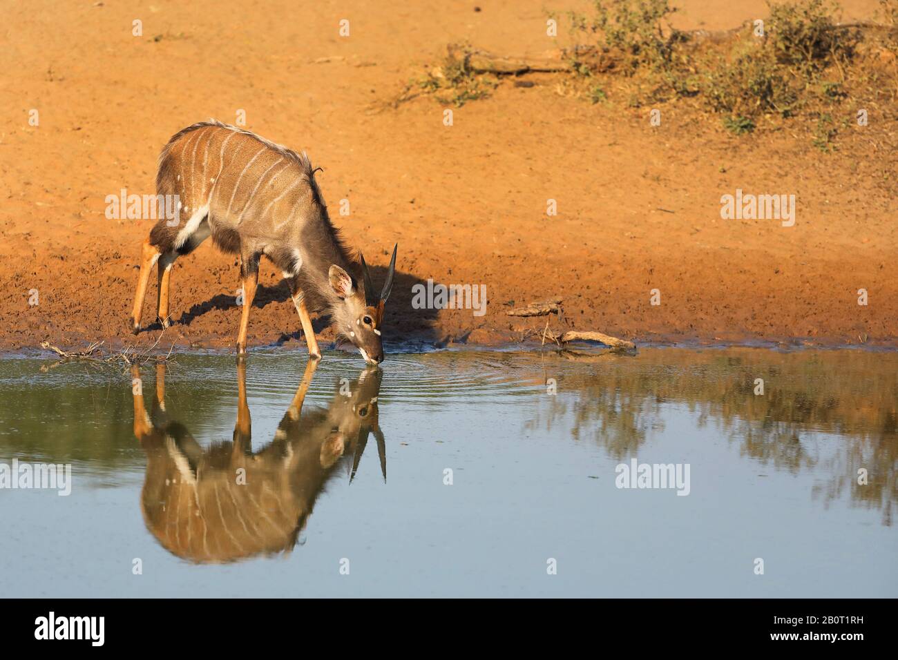 Nyala (Tragelaphus angasi), junger Mann, der am Wasserloch trinkt, Spiegelung, Südafrika, Kwa Zulu-Natal, Mkhuze Game Reserve Stockfoto