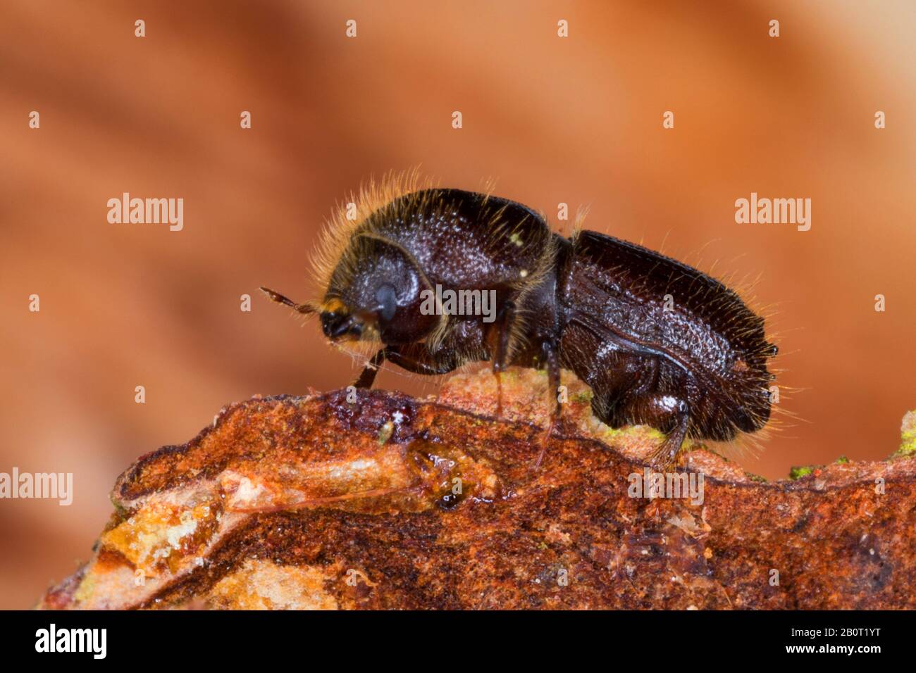 Buchdrucker, Europäische Fichte Borkenkäfer, Graveur Käfer, gemeinsame europäische Stecher (Ips Typographus), auf Holz, Deutschland Stockfoto