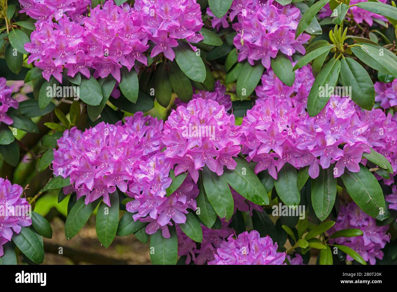 Catawba Rhododendron, Catawba Rose Bay (Rhodendron catawbiense 'Roseum Elegans', Rhodendron catawbiense Roseum Elegans), Cultivar Roseum Elegans, Deutschland, Bremen Stockfoto