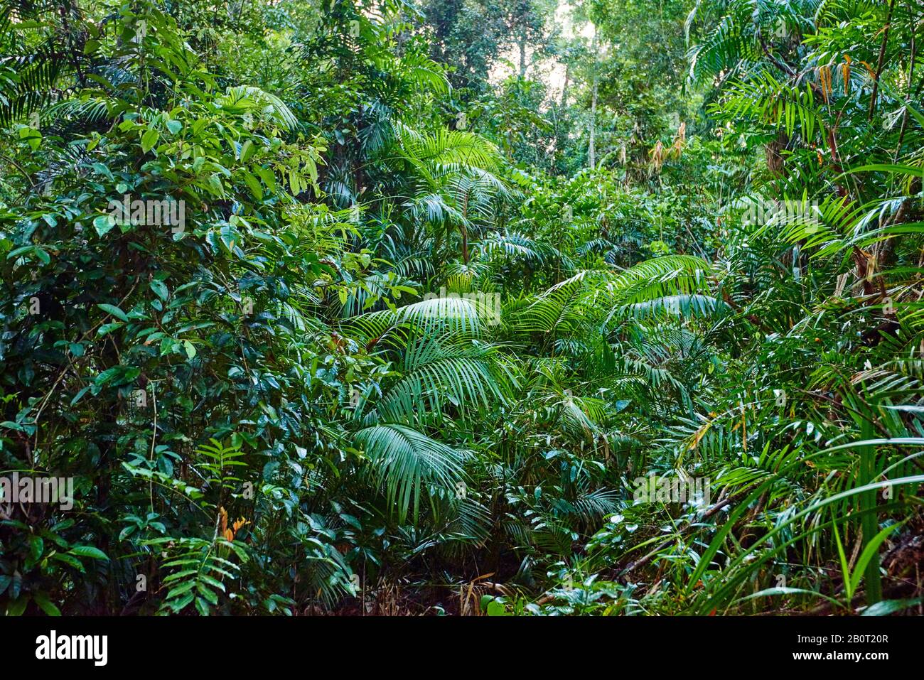 Archontophoenix (Archontophoenix cunninghamiana), in einem tropischen Regenwald, Australien, Queensland, Mary Cairncross Scenic Reserve Stockfoto