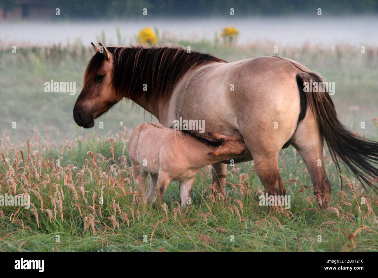 Tarpan (Equus ferus gmelini, Equus gmelini), Fohlen saugend von seiner Mutter, Niederlande, Wassenaar Stockfoto