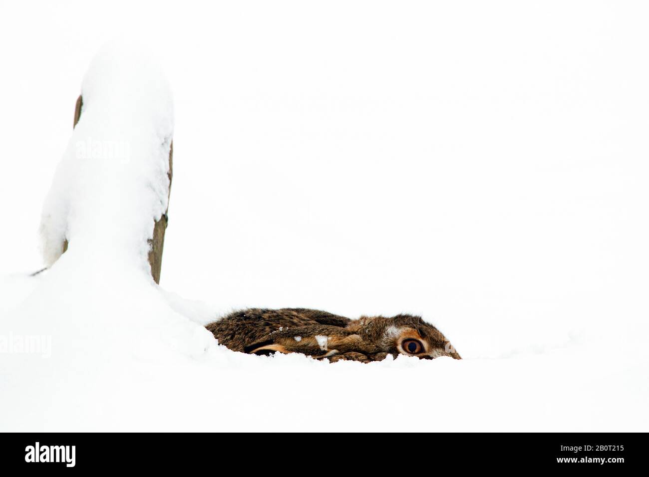 Europäischer Hase, brauner Hase (Lepus europaeus), im Schnee duckend, Seitenansicht, Niederlande Stockfoto