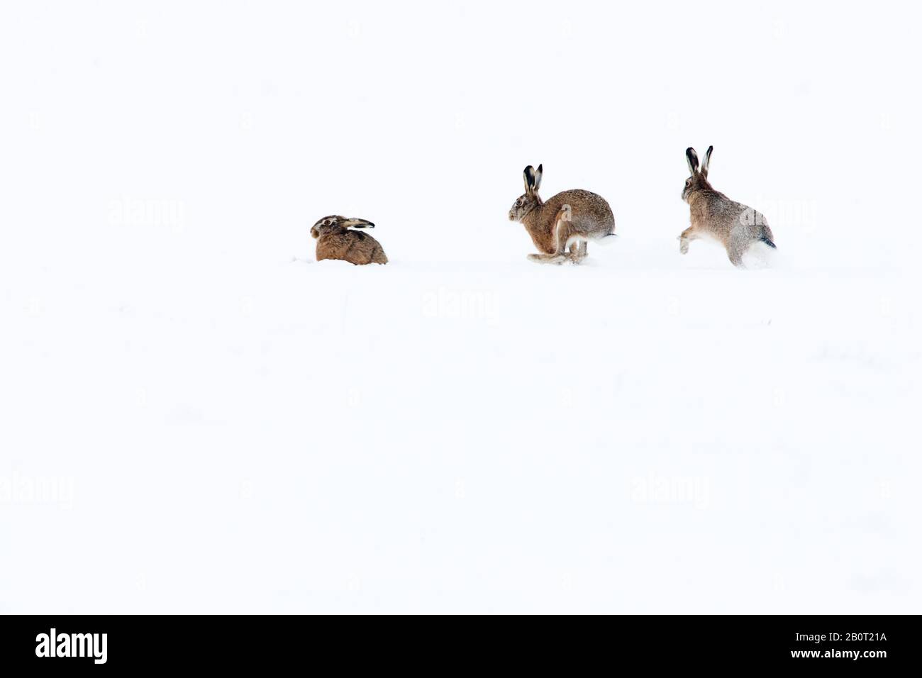 Europäischer Hase, brauner Hase (Lepus europaeus), drei Hasen in verschneiten Landschaften, Niederlande Stockfoto