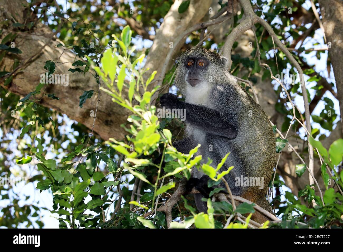 Sykes Affe (Cercopithecus albogularis), sitzend auf einem Zweig an einem Baum, Südafrika, Kwa Zulu-Natal, iSimangaliso National Park Stockfoto