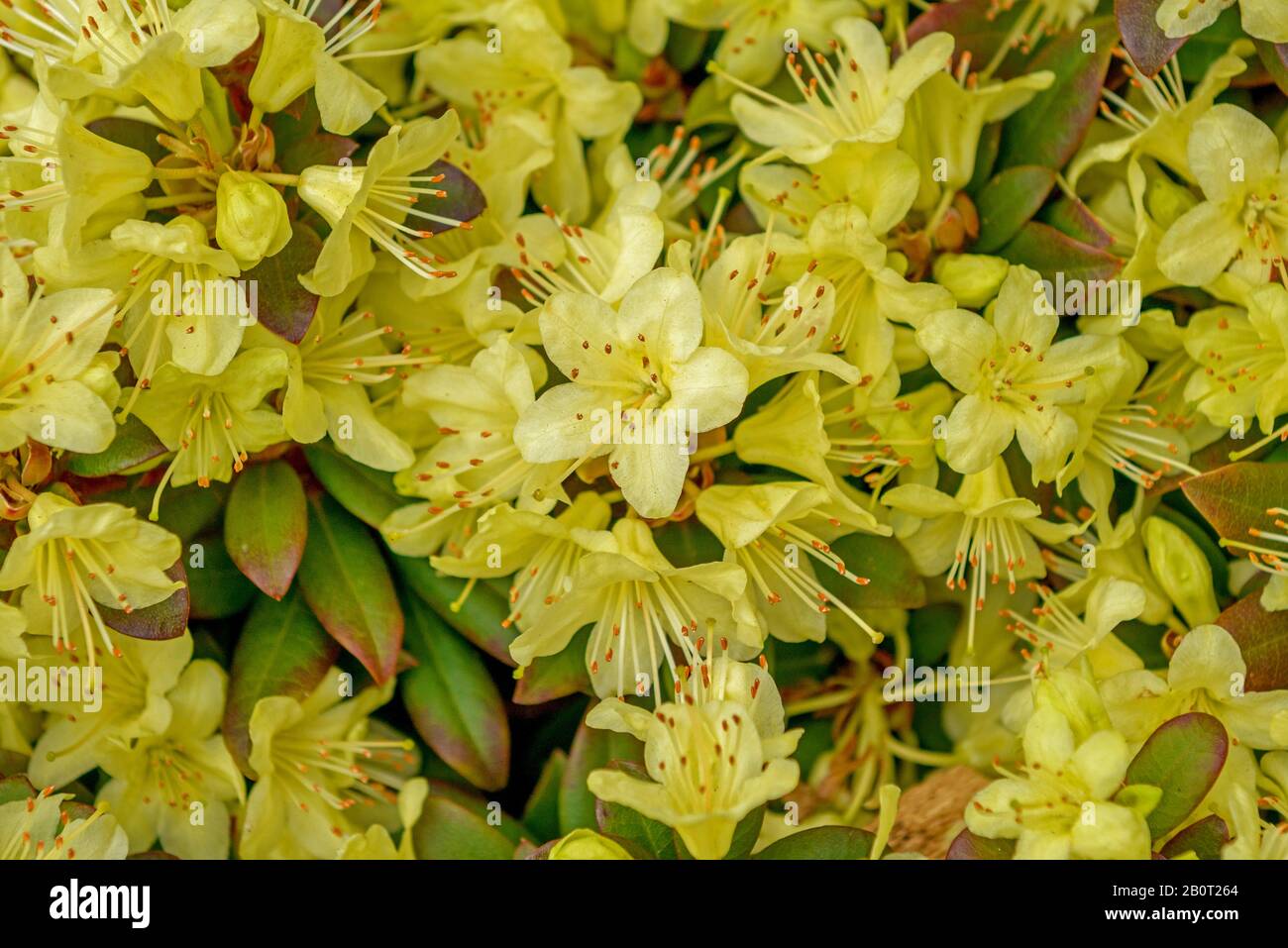 Keisuke der Rhododendron (Rhododendron Iolanthe' Prinzessin Anne, Rhododendron iolanthe Prinzessin Anne), Sorte Prinzessin Anne Stockfoto