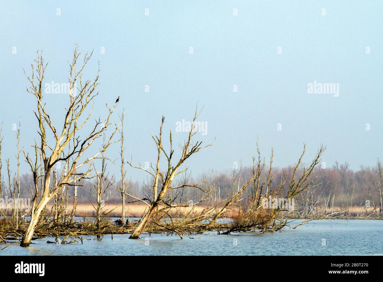Landschaft im Nationalpark De Biesbosch, Niederlande, Nationalpark De Biesbosch Stockfoto