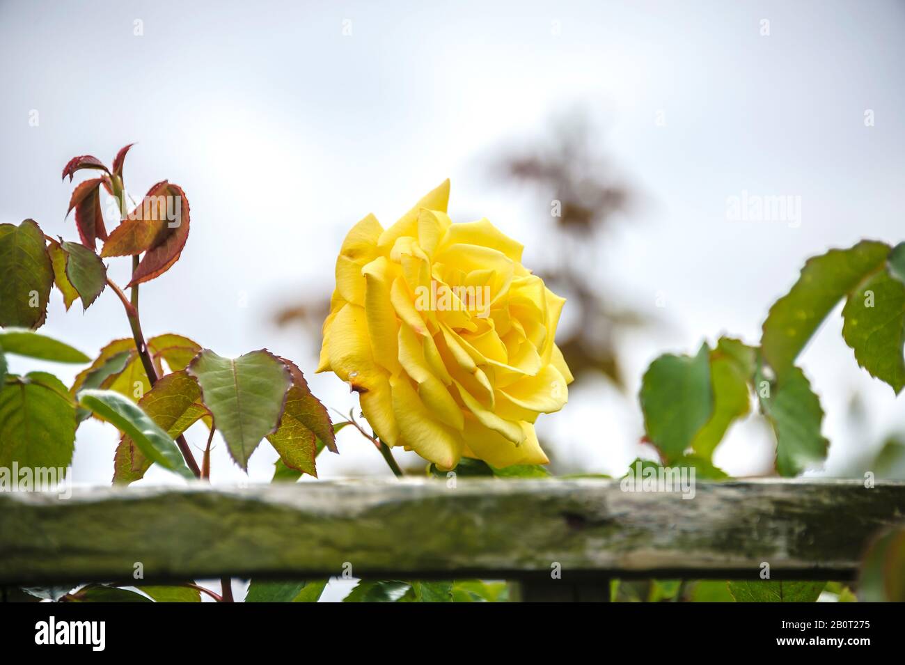 Rose (Rosa 'Goldstern', Rosa Goldstern), Cultivar Goldstern, Deutschland, Schleswig-Holstein Stockfoto