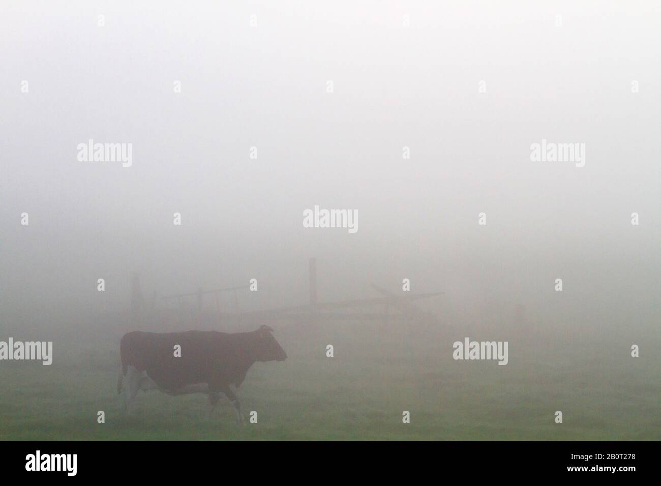 Hausrinder (Bos primigenius f. Stier), auf einer Weide bei dichtem Nebel spazieren, Seitenansicht, Niederlande, Südholland Stockfoto