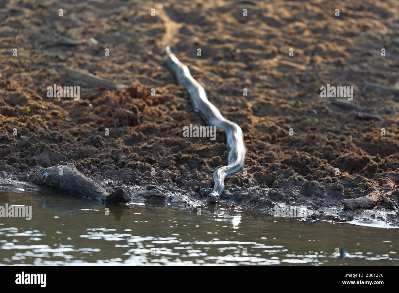 Nur gehäutete Python, die sich zum Wasser schlängelt. Vorderansicht, Südafrika, Kwa Zulu-Natal, Mkhuze Game Reserve Stockfoto