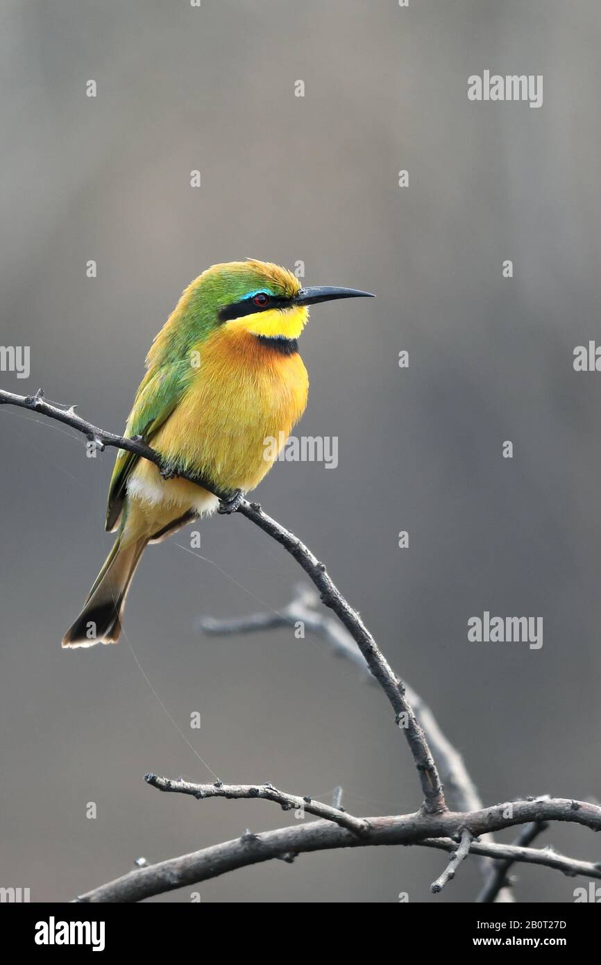 Kleiner Bienenfresser (Merops pusillus), auf einem Busch sitzend, Südafrika, Kwa Zulu-Natal, Mkhuze Game Reserve Stockfoto