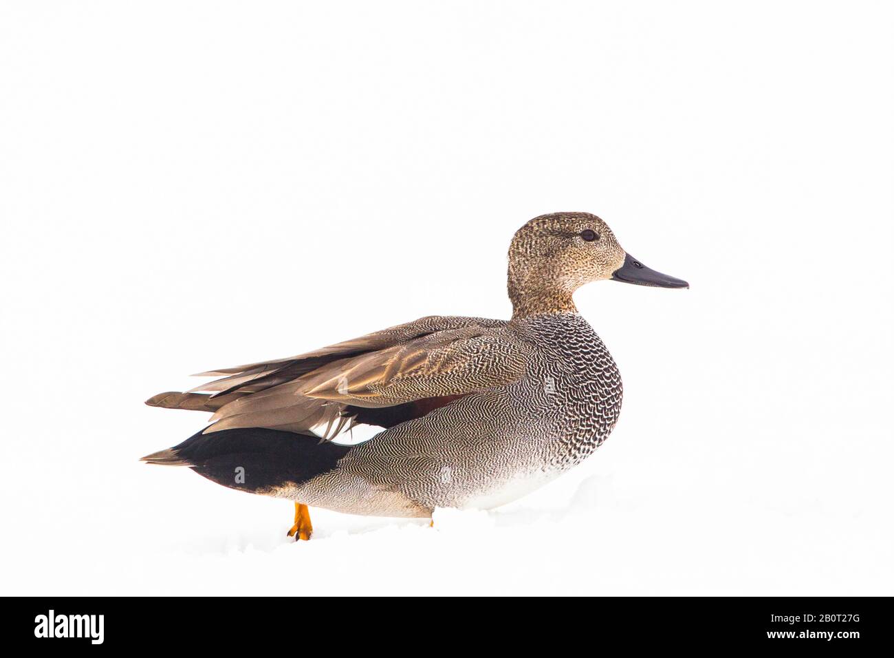 Gadwall (Anas strepera, Mareca strepera), in Snow, Niederlande, Südholland, Wassenaar Stockfoto