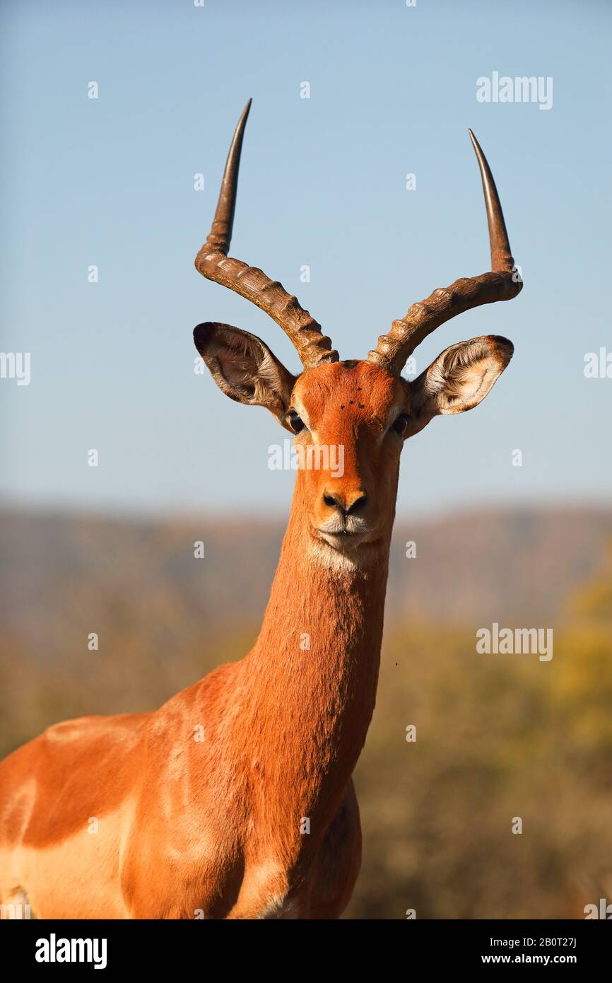 Impala (Aepyceros melampus), männlich, Porträt, Südafrika, Kwa Zulu-Natal, Zimanga Game Reserve Stockfoto